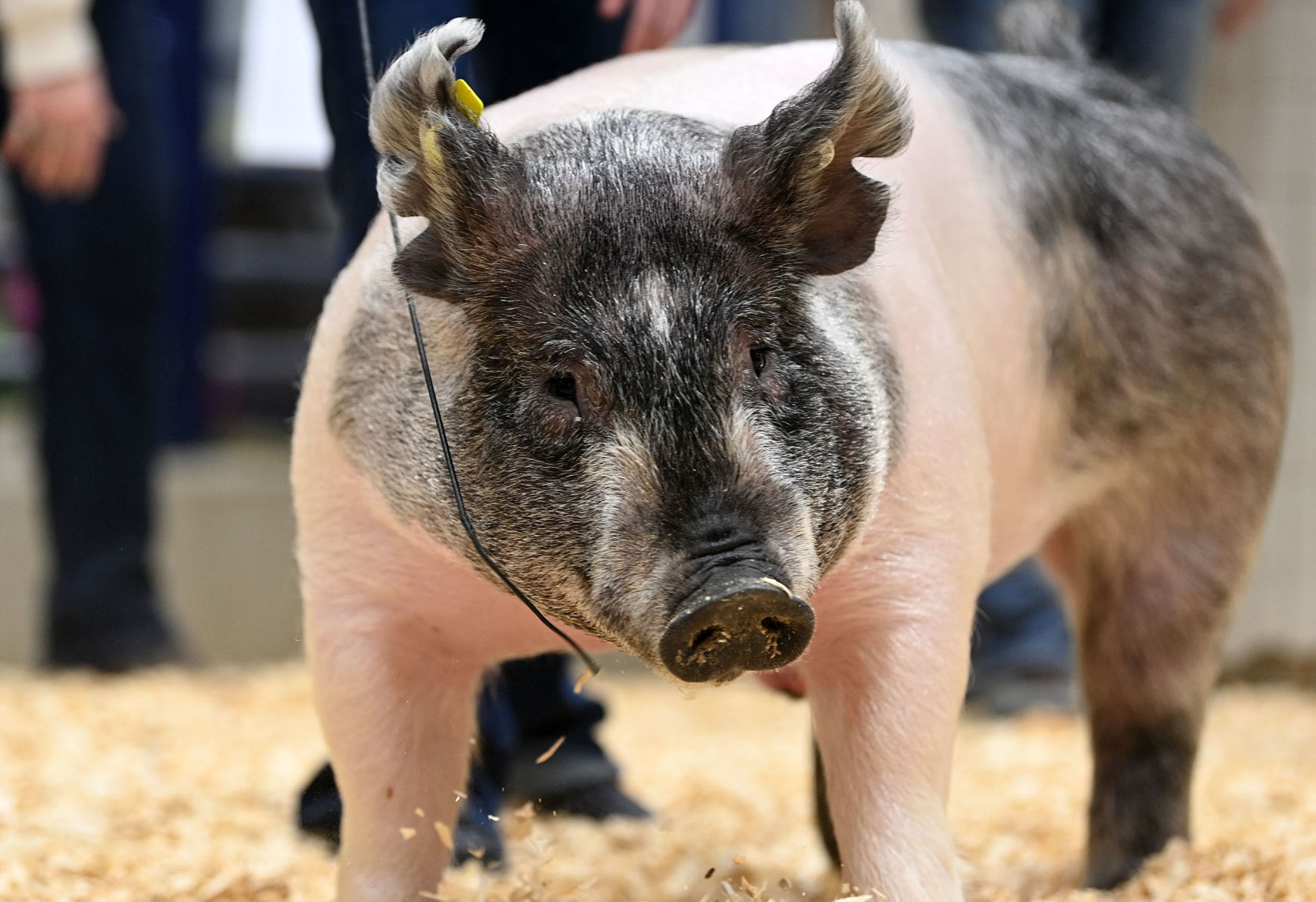 Farm Show 7